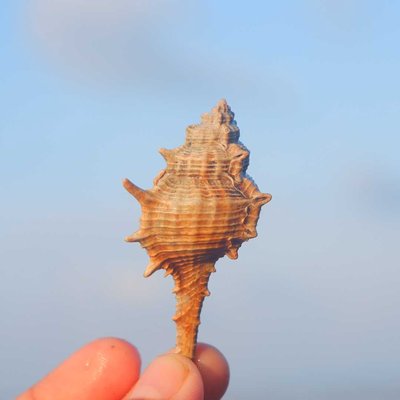 Kerang Berduri