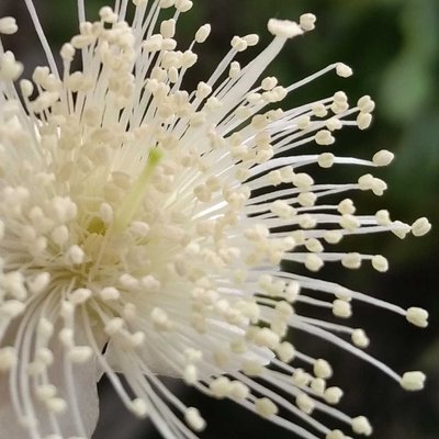 Guava flower