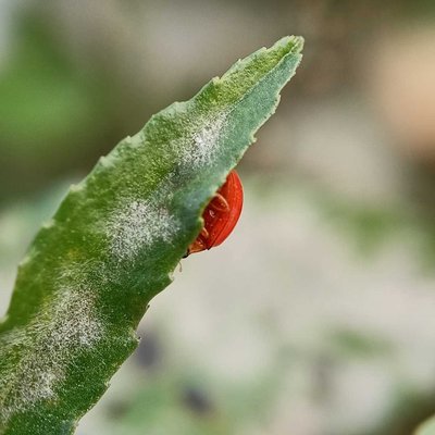 Adalia decempunctata