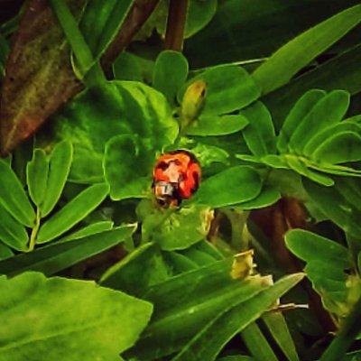 Ladybug 