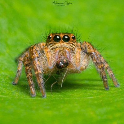 Jumping Spider with a fly kill 