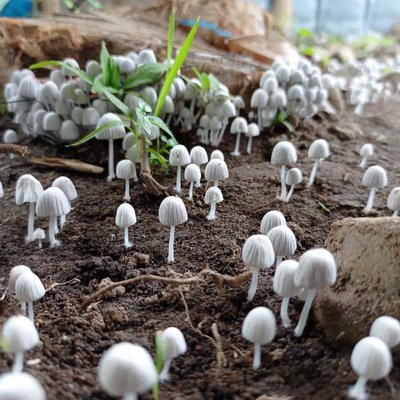 Jamur Kecil🍄