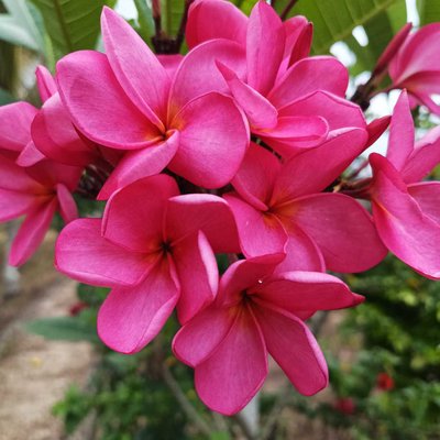 bunga Kamboja