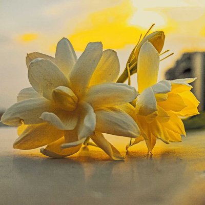 JASMINE ✨