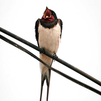 Swallow