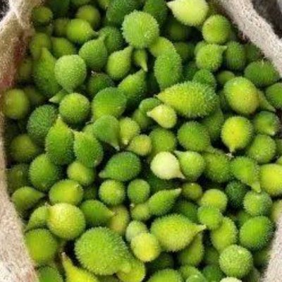spiny gourd 