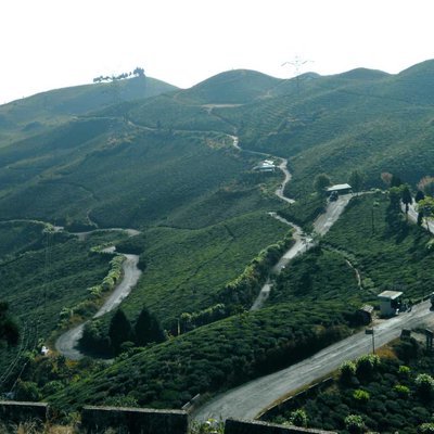 Darjeeling tea garden and road