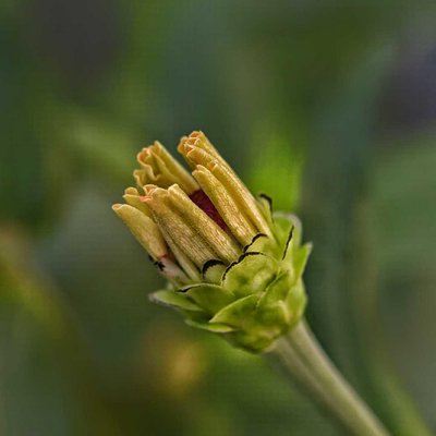 Zinnia flower bud
