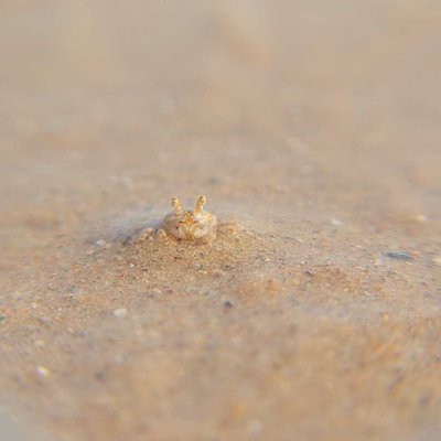 mobile macrophotography