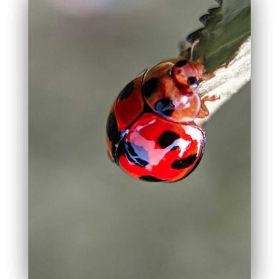ladybug