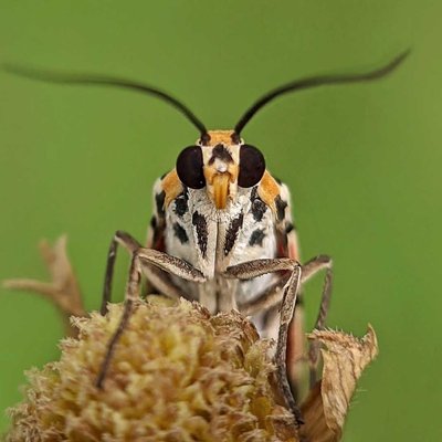 Utetheisa pulchella moth