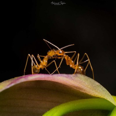 Ants Kissing 🐜❤️