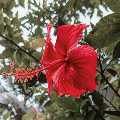 Hibiscus 🌺