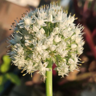 Allium- Common Name(s): Onion; Ornamental Onions