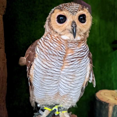 Burung hantu