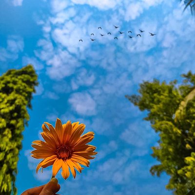 SUNFLOWER