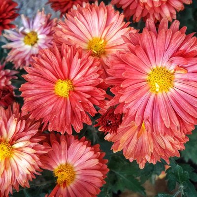 capturing flowers