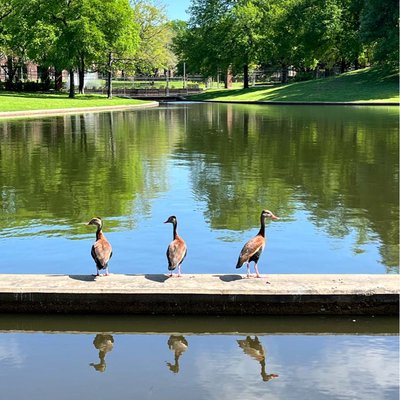 That Duck Park Lake