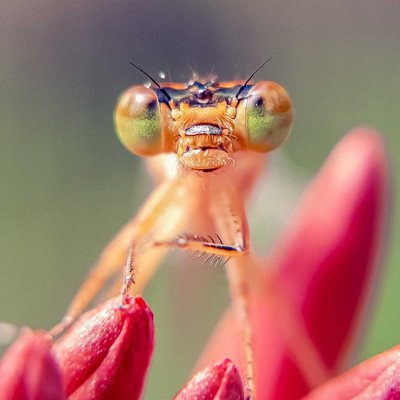 Damselflies 