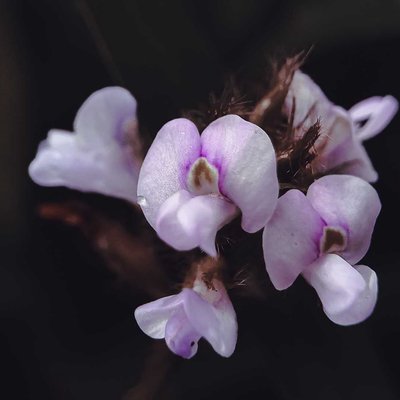 Glycine