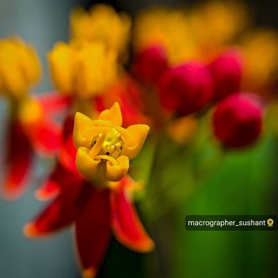 Beautiful flower 💐