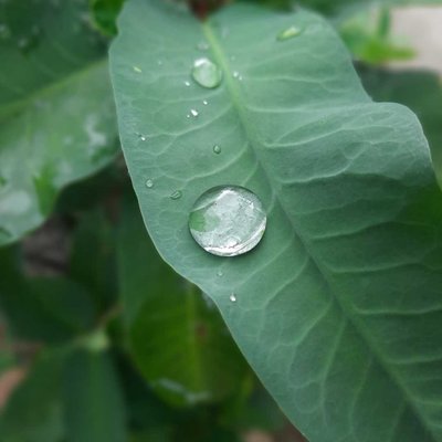 A Drop of the rain on the leaf