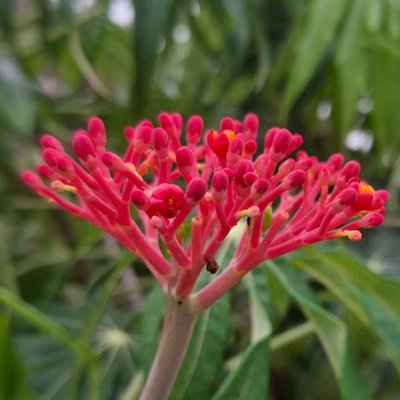 jarak bali