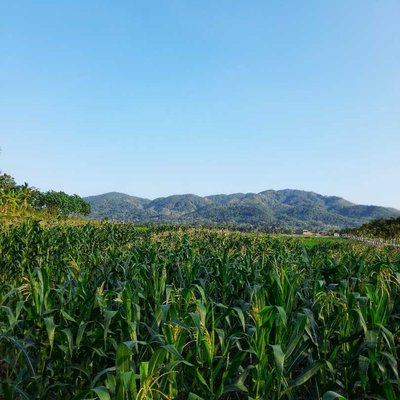 Kebun jagung