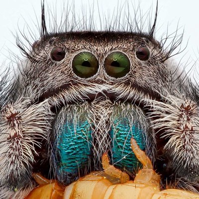 phidippus Adumbratus
