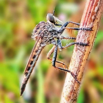 robberfly 🐝