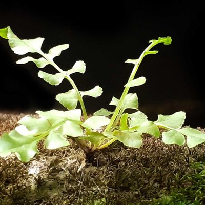 Asplenium ceterach