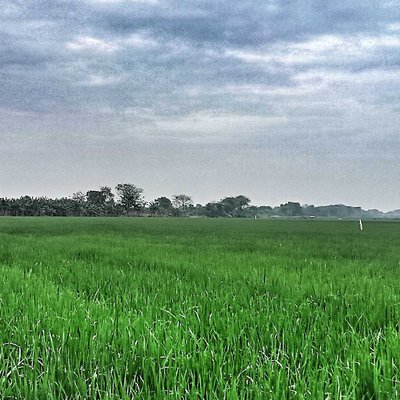Hamparan sawah menghijau