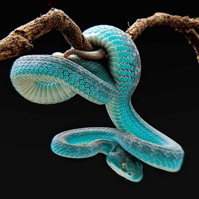 BLUE VIPER