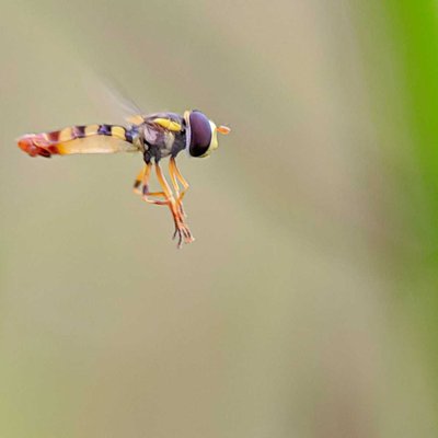 Allorapta