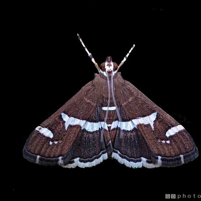 Moth 