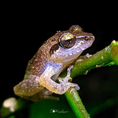Waynad bush frog (Pseudophilautus wynaadensis) 🐸
