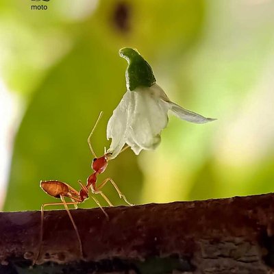 macro