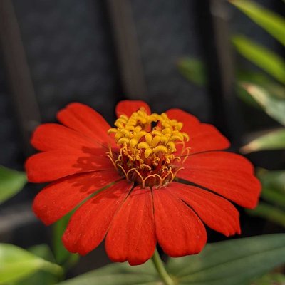 bunga zinia
