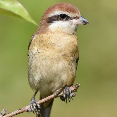 Cute little birdie 🐦