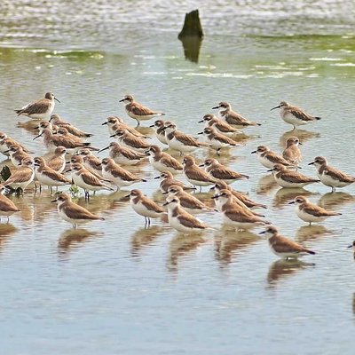 burung migran 
