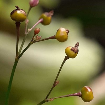 biji buah kolesom Jawa 