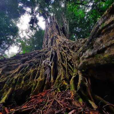 Nature Mysterious tree.