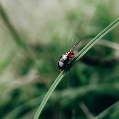 Bug😍