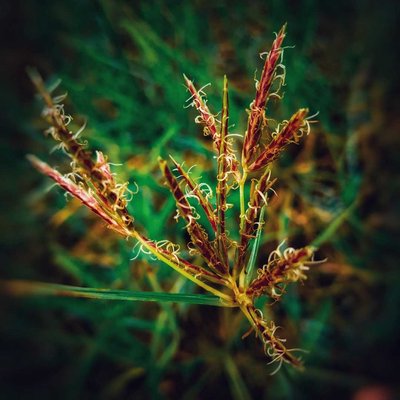 macro photography