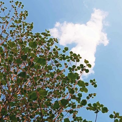 Cloudy leaves