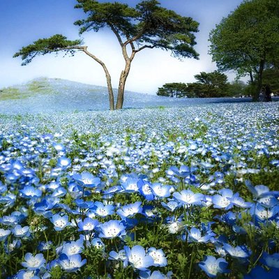 nemophila