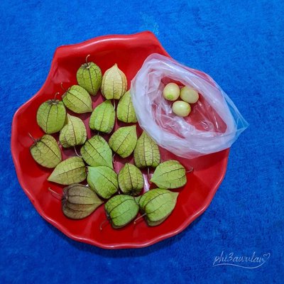 Physalis / Ciplukan