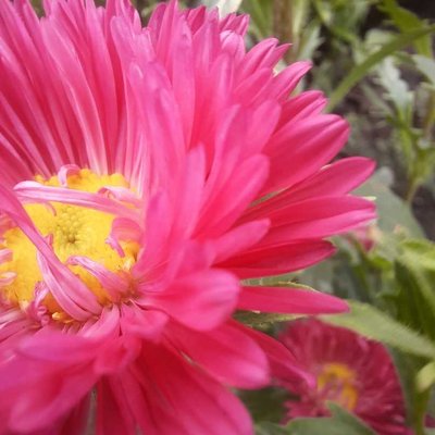 Chrysanthemum😍