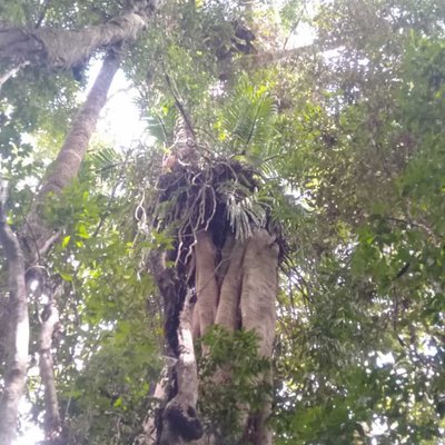 Anggrek Tebu