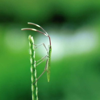 macro 